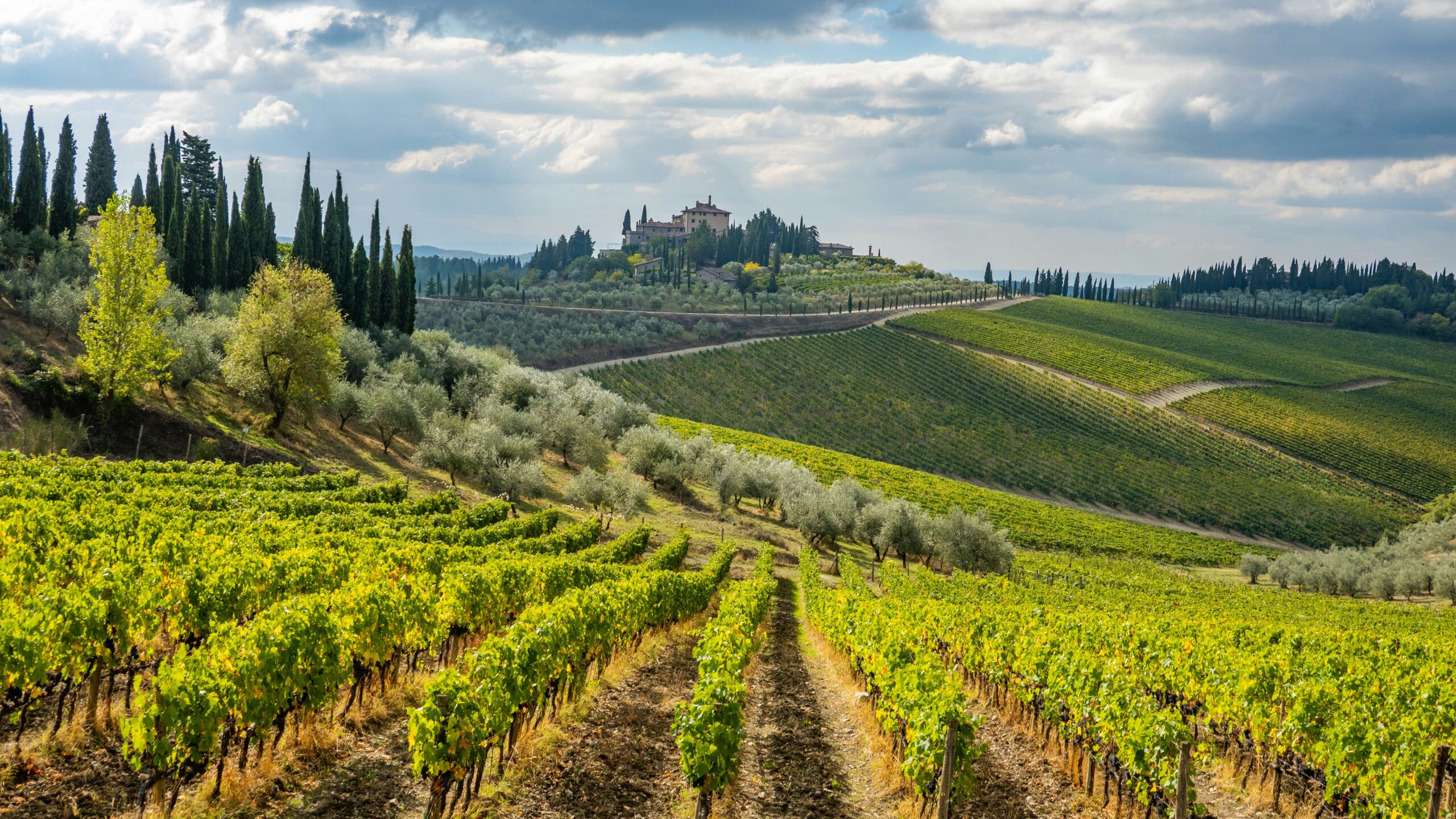 Chianti vineyards visited during a private wine tour from Florence