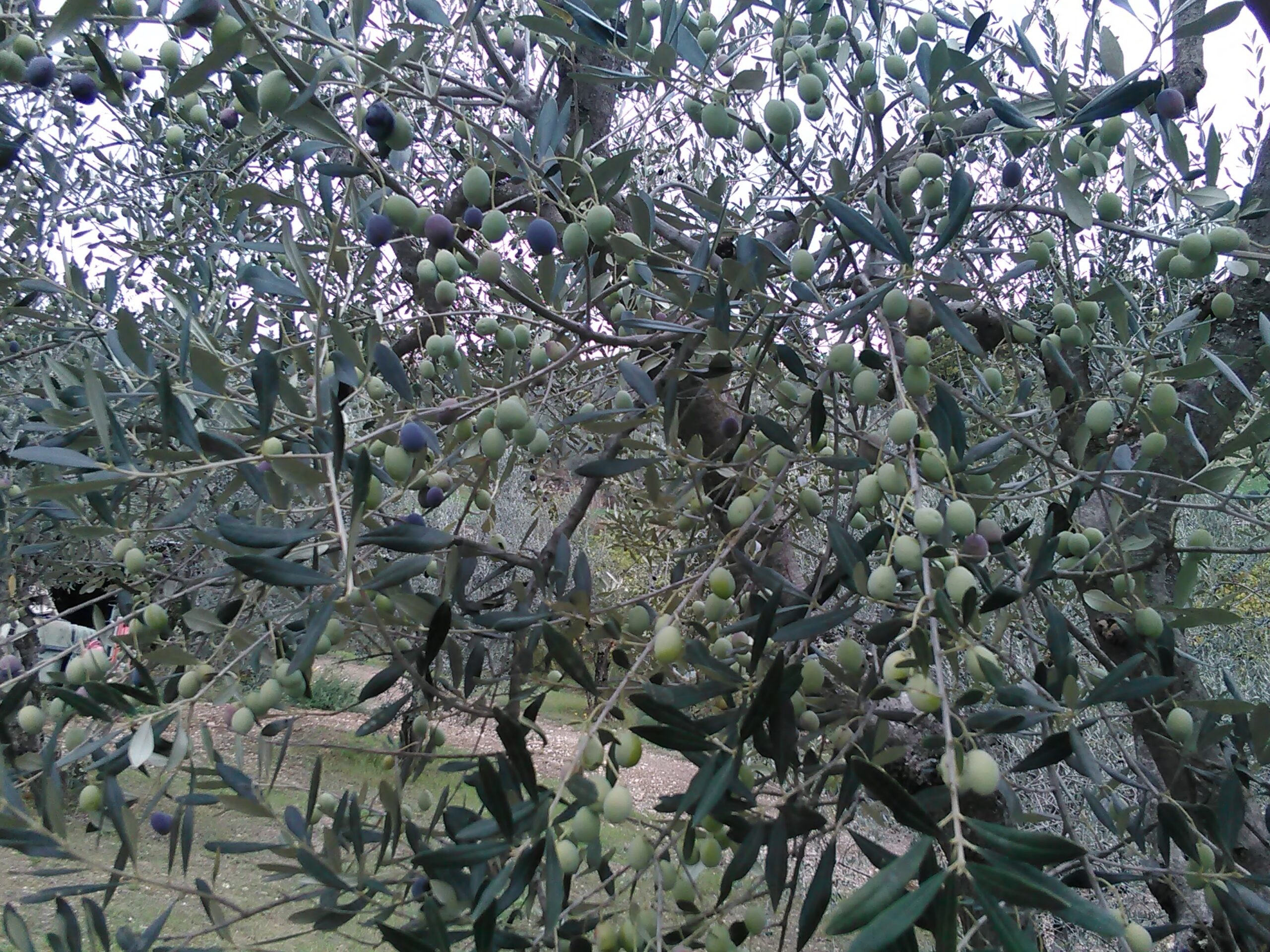 olive_extravirgine_Tuscany_from_Florence_driver