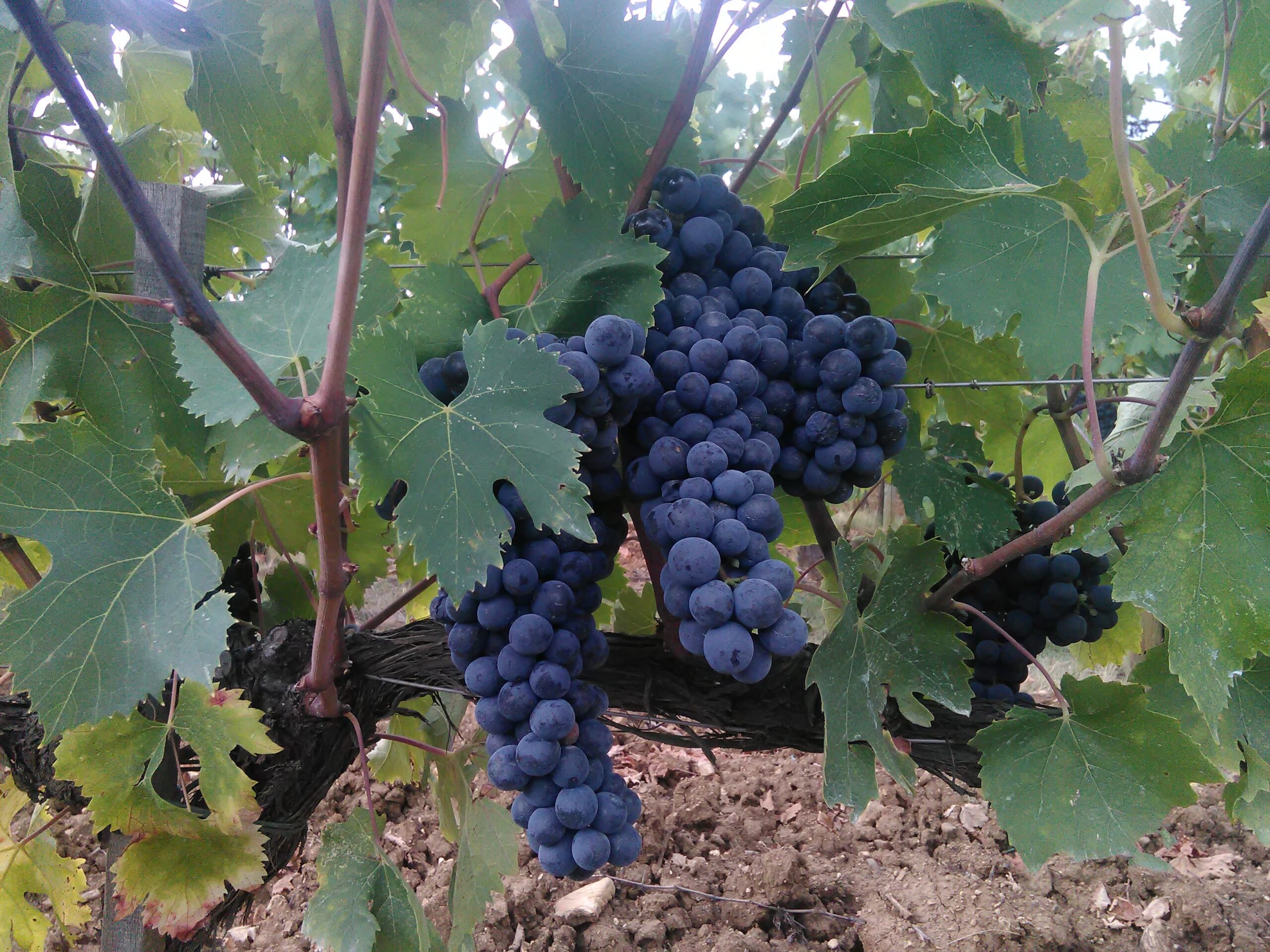 uva_private_driving_guide_wine_tour_Florence