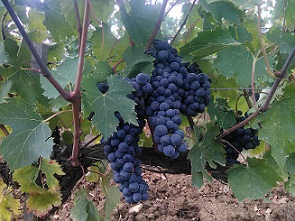 wine-tour-driving-service-from-florence